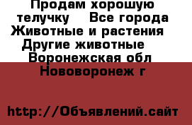 Продам хорошую телучку. - Все города Животные и растения » Другие животные   . Воронежская обл.,Нововоронеж г.